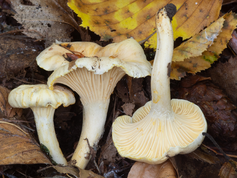 Cantharellus ferruginascens